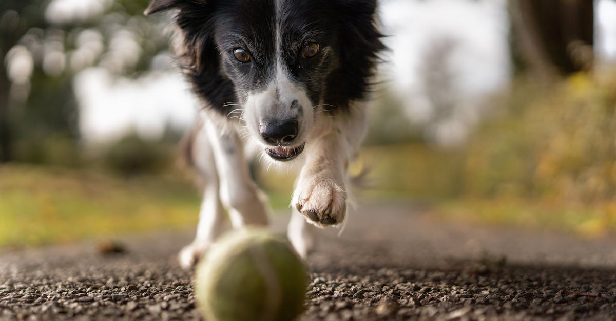 discover the fascinating world of dog breeds, their unique traits, and characteristics. explore our comprehensive guide to help you choose the perfect breed for your lifestyle and family.