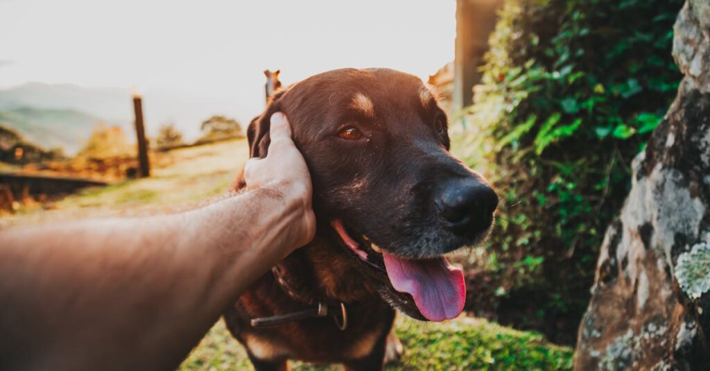 discover the best food options for your great dane puppy to ensure healthy growth and development. explore premium, nutrient-rich diets tailored to meet the unique needs of large breeds. keep your furry friend happy and thriving with our top recommendations!