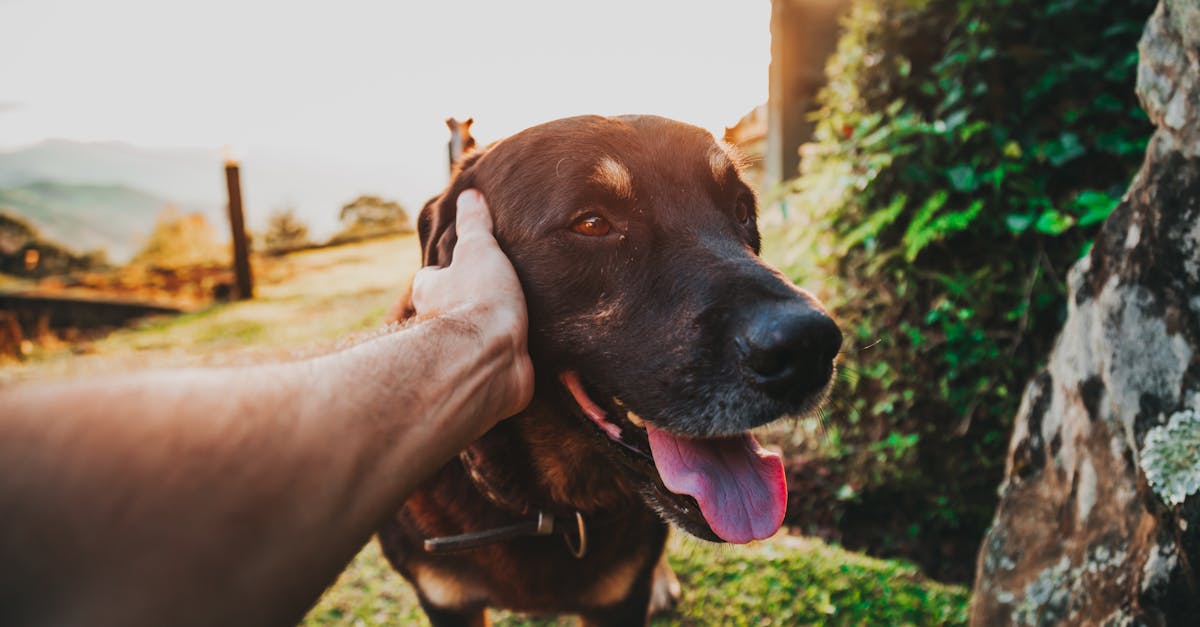 discover the best food options for your great dane puppy to ensure healthy growth and development. explore premium, nutrient-rich diets tailored to meet the unique needs of large breeds. keep your furry friend happy and thriving with our top recommendations!