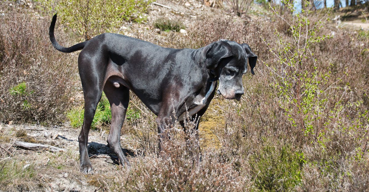 discover the majestic great dane, known for its towering stature and gentle temperament. this gentle giant is a perfect companion for families and individuals alike, combining loyalty and elegance in one impressive breed.