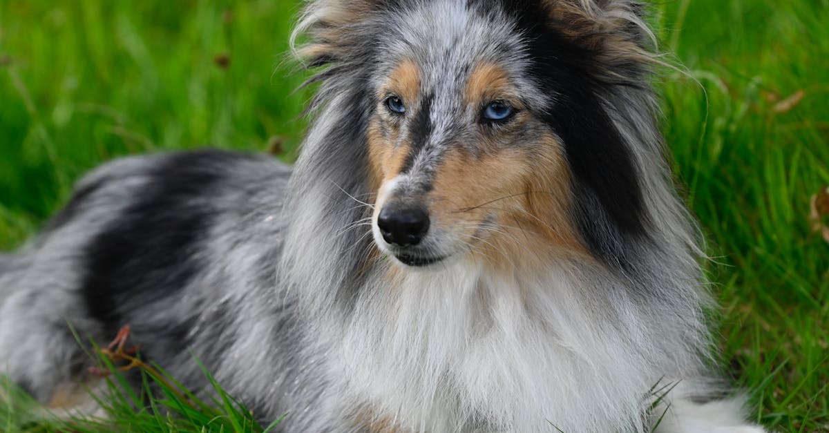 discover the fascinating world of 'merle', a unique color pattern in dog breeds. learn about its characteristics, history, and how it affects the appearance and temperament of pets. explore the beauty and diversity of merle-colored animals today!