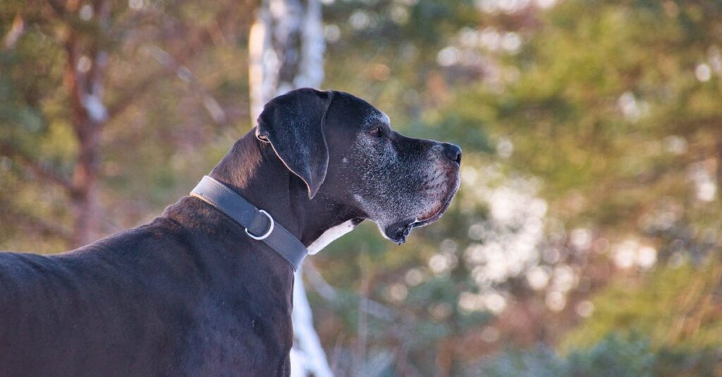 discover adorable great dane puppies ready for their forever homes! these gentle giants are known for their friendly temperament and loyalty. explore our selection of vibrant, healthy puppies and find your perfect companion today!
