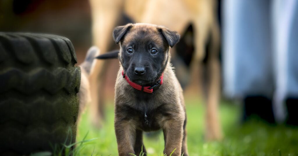 discover the ultimate protection with our guard dog services. trained to ensure your safety and security, our loyal companions offer unparalleled vigilance and peace of mind. learn more about how a guard dog can be your best defense.