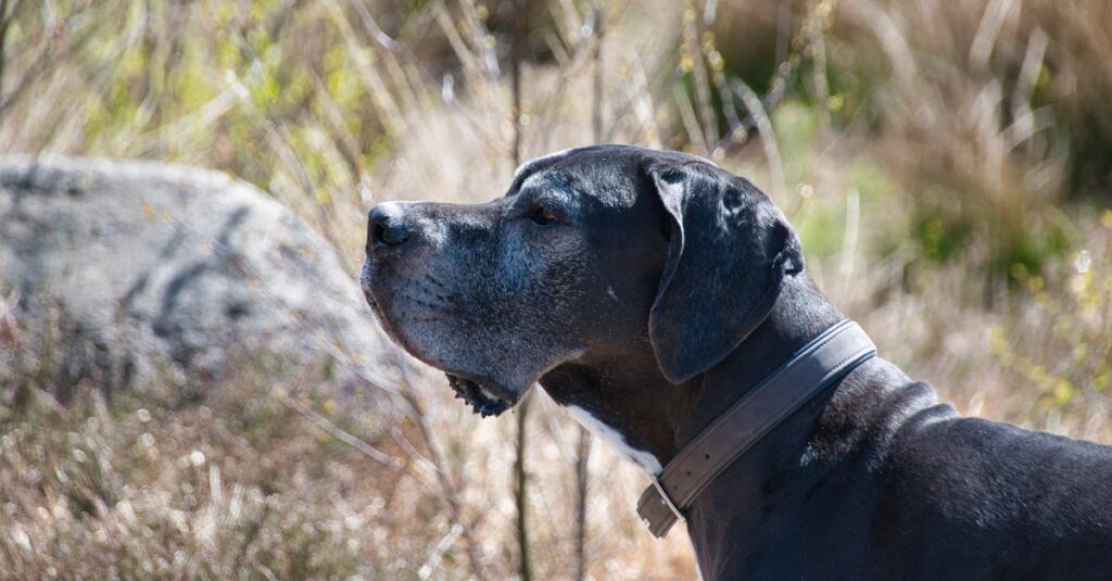 discover everything about great danes, one of the largest and most gentle dog breeds. learn about their temperament, care needs, history, and tips for owning a great dane.