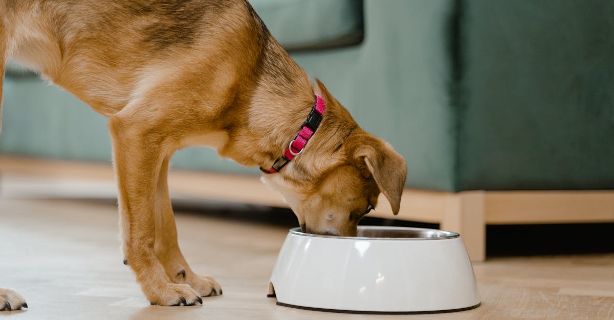 discover everything you need to know about great dane puppies, including care tips, training advice, and how to find your perfect gentle giant companion.