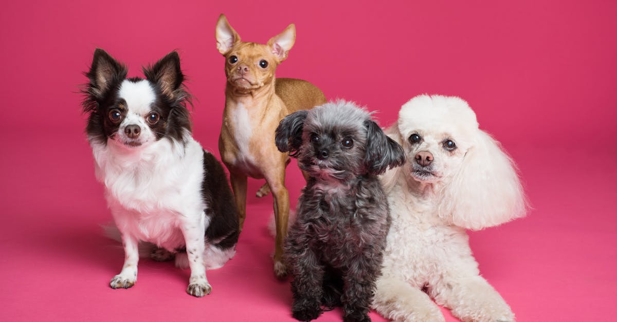 discover the joy of puppies! from adorable breeds and playful antics to essential care tips, explore everything you need to know about bringing a furry friend into your home.
